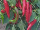 Csípös fűszerpaprika eladó