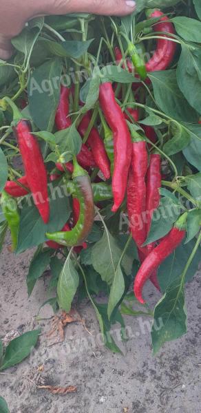 Csípös fűszerpaprika eladó
