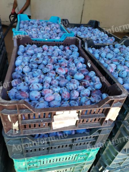 Szilva eladó Sárbogárdon – többféle friss gyümölcs kedvező áron