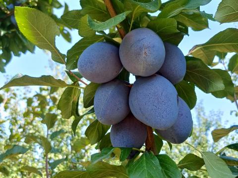 TopEnd Plus szilva eladó TopEnd Plus szilva eladó