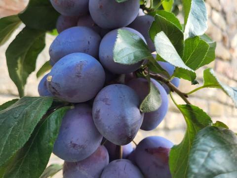 TOP TASTE SZILVA konténeres GYÜMÖLCSFA oltvány TOP TASTE SZILVA konténeres GYÜMÖLCSFA oltvány