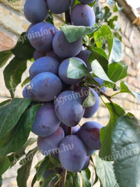 TOP TASTE SZILVA konténeres GYÜMÖLCSFA oltvány