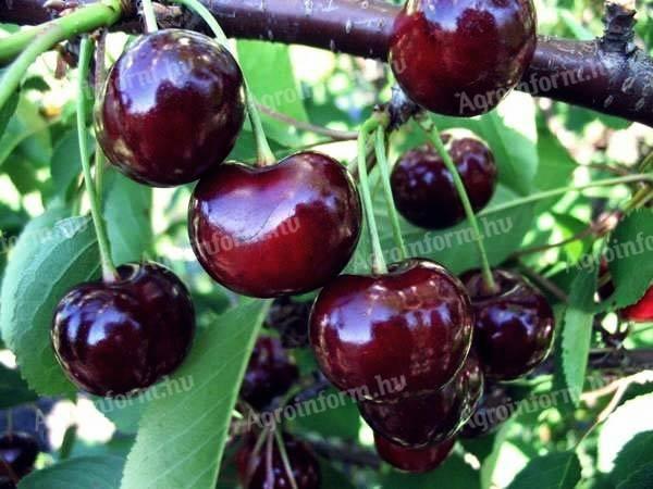 Feketicsi meggy konténeres gyümölcsfa oltvány