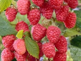 Dolniwa málna konténeres cserje – biotermesztésre alkalmas, nagy gyümölcsű, folytontermő málna