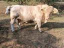 Charolais tenyészbika