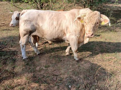 Charolais tenyészbika Charolais tenyészbika
