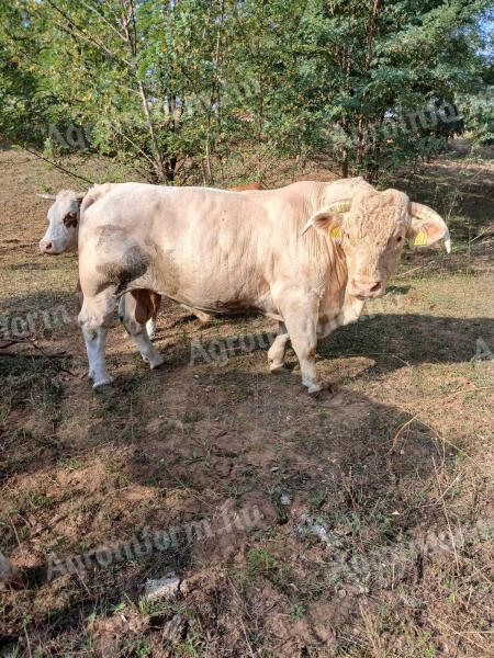 Charolais tenyészbika