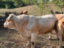 Charolais tenyészbika