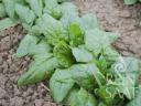 Verdil (téli óriás) spenót bio vetőmag