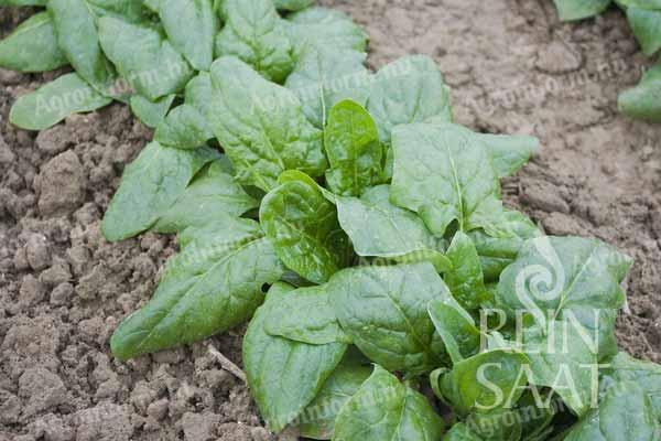 Verdil (téli óriás) spenót bio vetőmag