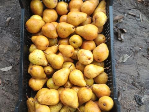 Érett vilmoskörte pálinkafőzéshez Érett vilmoskörte pálinkafőzéshez