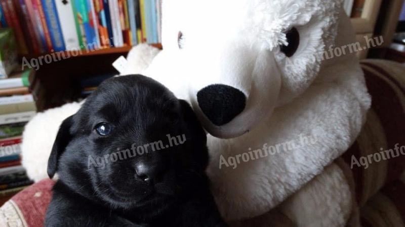 Törzskönyvezett,  angol vérvonalú labrador retriever kan kiskutya,  Oxford álomgazdit keres