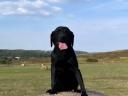 Törzskönyvezett,  angol vérvonalú labrador retriever kan kiskutya,  Oxford álomgazdit keres