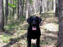 Törzskönyvezett,  angol vérvonalú labrador retriever kan kiskutya,  Oxford álomgazdit keres