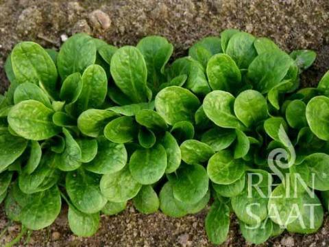 Madársaláta Vit bio vetőmag Madársaláta Vit bio vetőmag