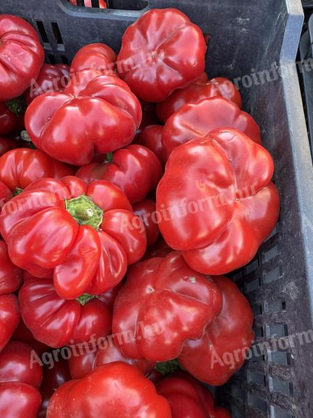 Pritamin paprika nagy tételben eladó