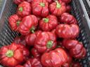 Pritamin paprika nagy tételben eladó