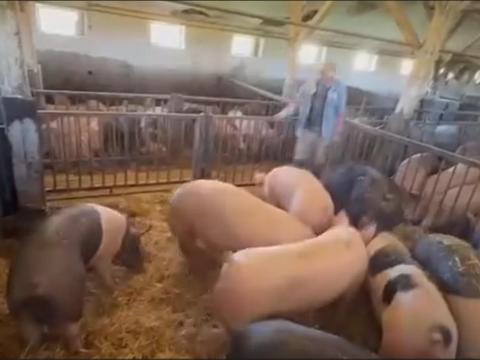 Tenyészkan eladó Tenyészkan eladó