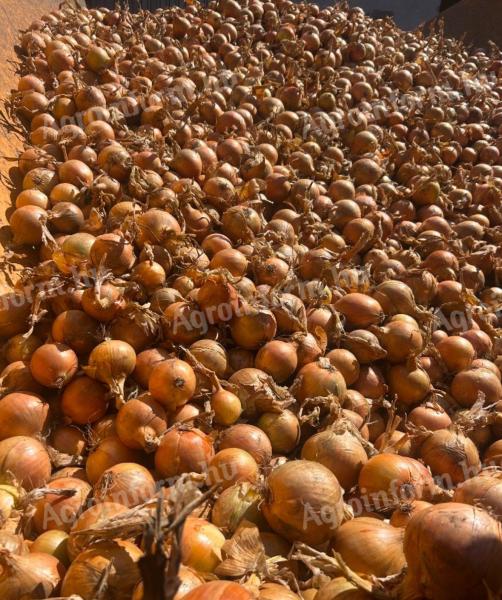 Sárga hagyma, Piros hagyma/ Sárga hagyma, Piros hagyma/ Sárga hagyma, Piros hagyma