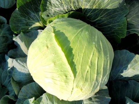 Fehér káposzta savanyításhoz / White cabbage for pickling Fehér káposzta savanyításhoz / White cabbage for pickling