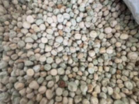 Száraz zöldborsó eladó – 60 mázsa, nem keserű, prémium minőség Száraz zöldborsó eladó – 60 mázsa, nem keserű, prémium minőség