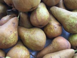 Bio gazdaságból Bosc kobak körte (kormos körte) cefrének eladó