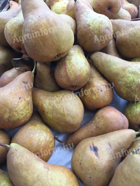 Bio gazdaságból Bosc kobak körte (kormos körte) cefrének eladó