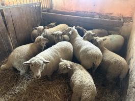 Southdown Babydoll keverék juhok eladók