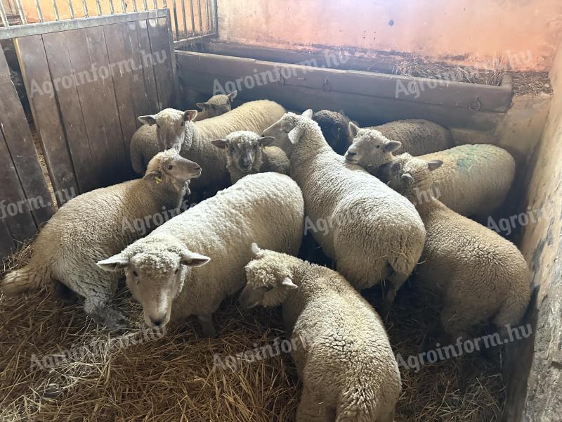 Southdown Babydoll keverék juhok eladók