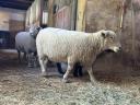 Southdown Babydoll keverék juhok eladók
