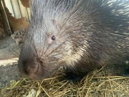 Indiai sül gazdit keres