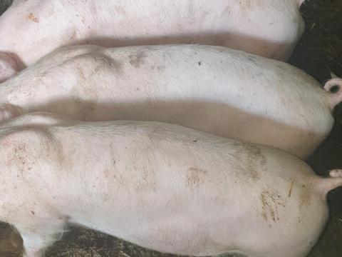 Eladó 11 hetes süldő malacok Újszászon Eladó 11 hetes süldő malacok Újszászon