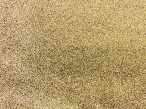 Tisztított lucernamag eladó Tisztított lucernamag eladó