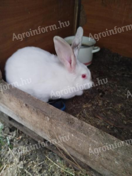 Eladó nyúl Pannon fehér