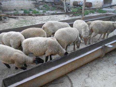 Vemhes anyabirkák eladók Vemhes anyabirkák eladók
