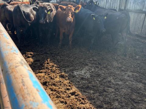 Angus-wagyu üszők Angus-wagyu üszők