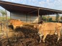 Eladó Jersey tehenek borjúval