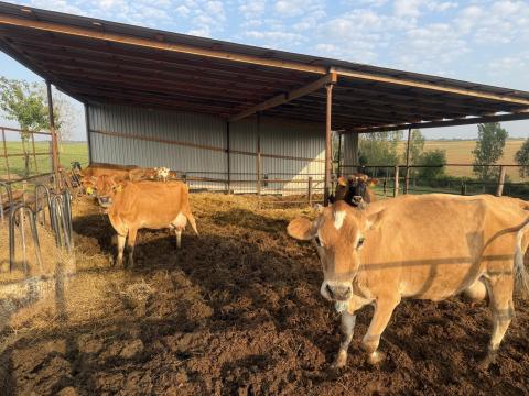 Eladó Jersey tehenek borjúval Eladó Jersey tehenek borjúval