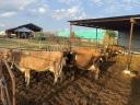 Eladó Jersey tehenek borjúval