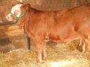 Eladó Limousin üsző borjú rendezett papírokkal