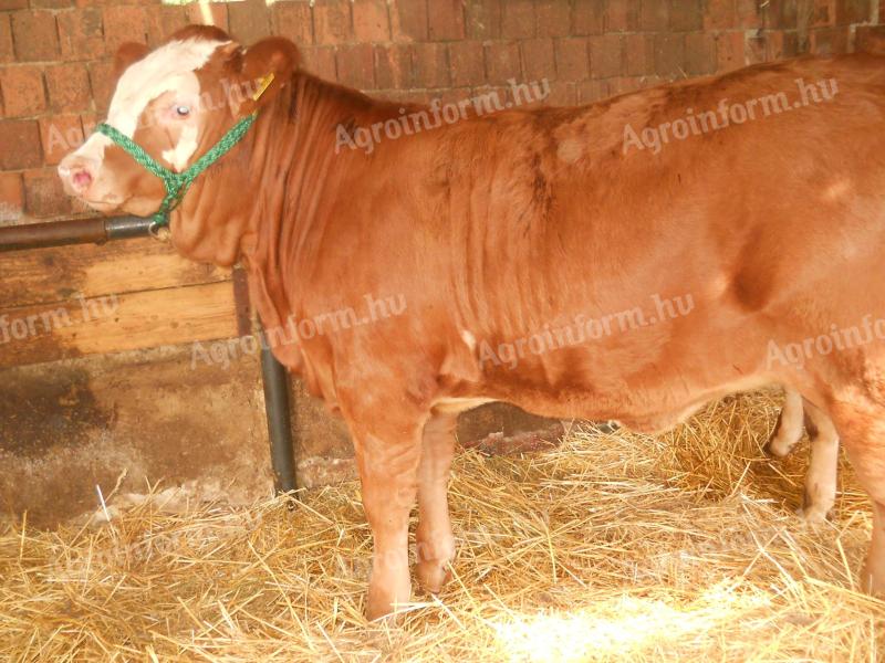 Eladó Limousin üsző borjú rendezett papírokkal