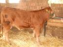 Eladó Limousin üsző borjú rendezett papírokkal
