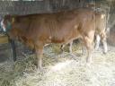 Eladó Limousin üsző borjú rendezett papírokkal