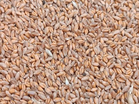 Bio búza eladó öko tanúsítvánnyal! Bio búza eladó öko tanúsítvánnyal!