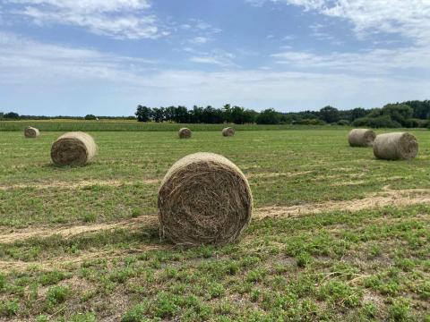 Lucerna bála eladó Lucerna bála eladó