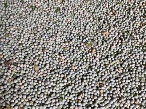 Takarmányborsó Takarmányborsó