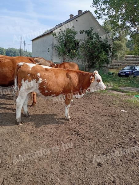 Magyartarka üsző borjú eladó