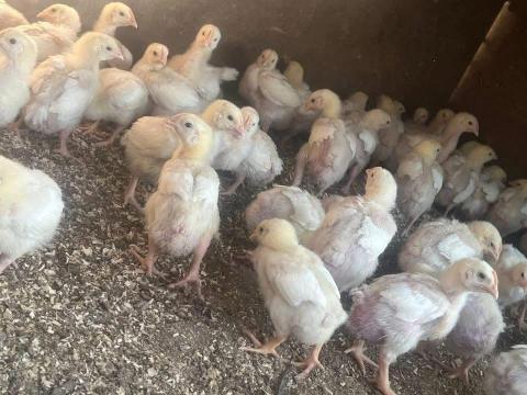 Húshibrid Húshibrid