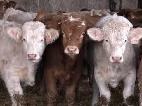 200-400 kilogrammos bikákat vásárolnánk exportra 200-400 kilogrammos bikákat vásárolnánk exportra