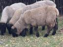 Suffolk kos